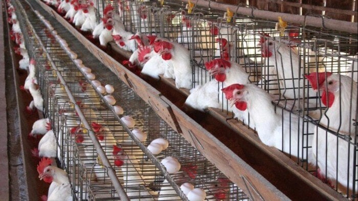 بورصة الدواجن اليوم.. أسعار الفراخ البيضاء وكرتونة البيض الأربعاء 29-10-2025