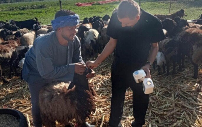 المنيا تحصن 45 ألف رأس ماشية في أيام.. حملة قومية لحماية الثروة الحيوانية من «القلاعية والوادي المتصدع»