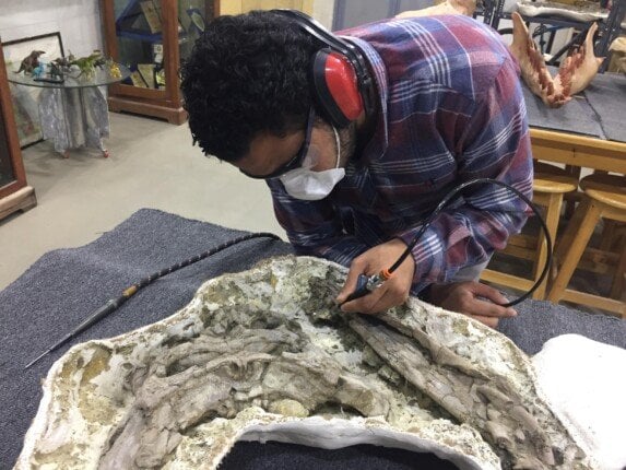 شارك في اكتشاف تمساح عمره 80 مليون عام.. جامعة بنها تحتفي بالباحث بلال سالم