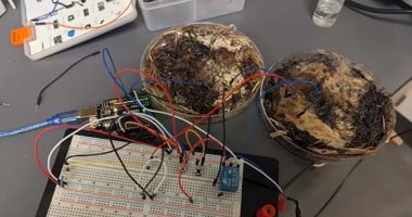 الفطر بديل الهارد ديسك.. علماء يطوّرون وحدات تخزين بيولوجية صديقة للبيئة