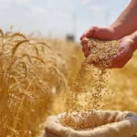 توريد القمح في مصر يقفز إلى 4.6 مليون طن بدعم تسعيري وتحسن الإنتاج