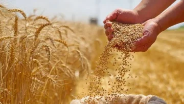 القمح المصري