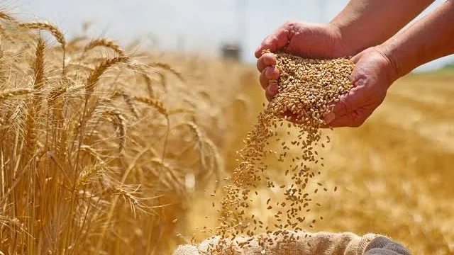 القمح المصري